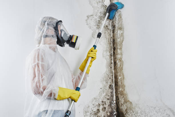 Best Black Mold Removal  in Simi Valley, CA