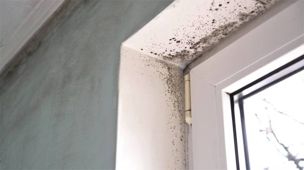 Best Mold Cleaning Services  in Simi Valley, CA