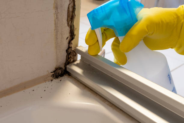 Best Professional Mold Removal  in Simi Valley, CA