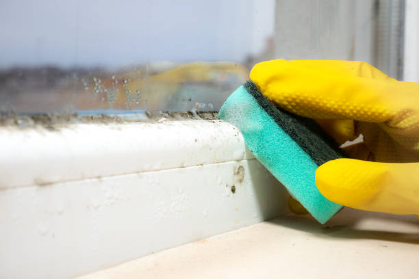 Best Attic Mold Removal  in Simi Valley, CA