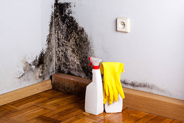 Best Home Mold Removal  in Simi Valley, CA