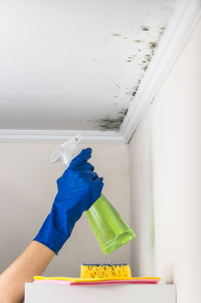 Best Residential Mold Removal  in Simi Valley, CA