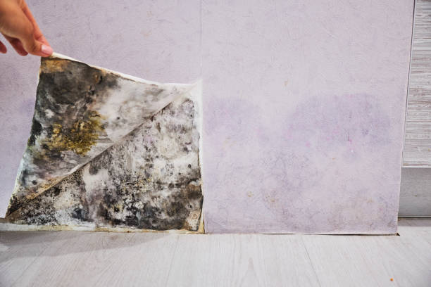 Best Attic Mold Removal  in Simi Valley, CA